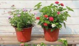 魔豆神器最新爆料视频,揭秘神秘功能与升级亮点